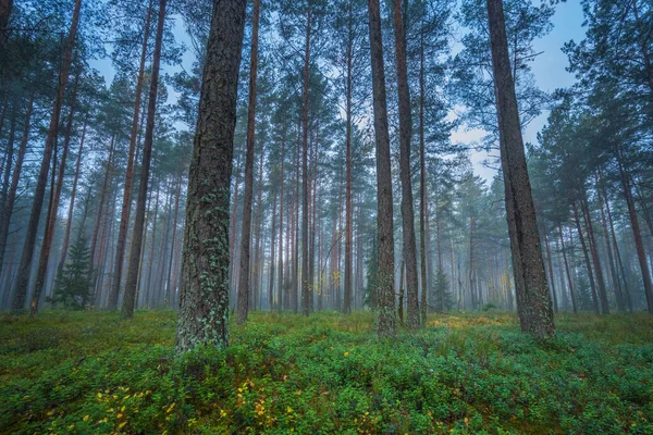 Forêt Sombre Brumeuse Avec Brouillard Blanc Vue Rêveuse — Photo