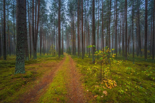 Mörk Dimmig Skog Med Vit Dimma Drömsk Utsikt — Stockfoto