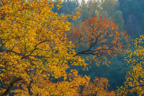 Colorful leaves of a tree at autumn, autumn background, Nature scene with colorful trees