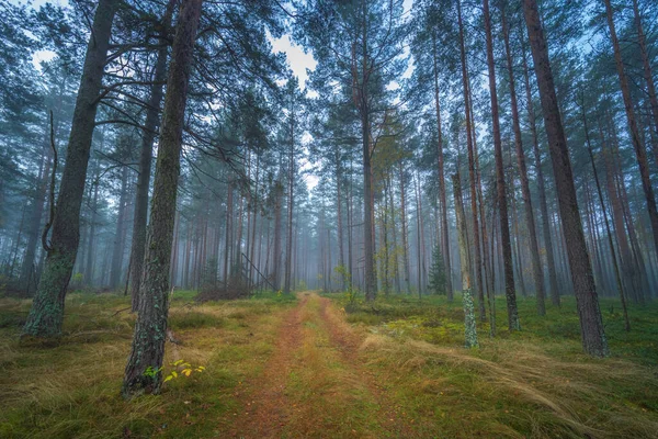 Tmavý Mlhavý Les Bílou Mlhou Zasněný Výhled — Stock fotografie