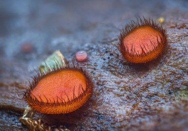 Scutellinia scutellata, yaygın kirpik, Molly göz kırpan, kızıl elf şapkası, mantar