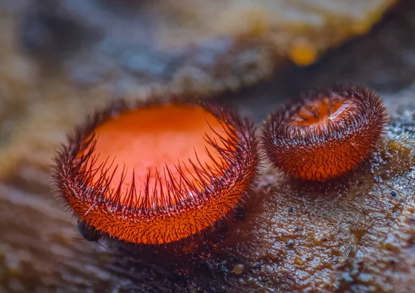 Scutellinia scutellata, yaygın kirpik, Molly göz kırpan, kızıl elf şapkası, mantar