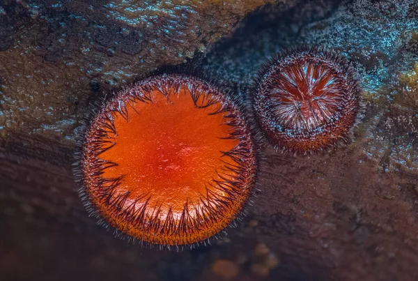 Scutellinia scutellata, yaygın kirpik, Molly göz kırpan, kızıl elf şapkası, mantar