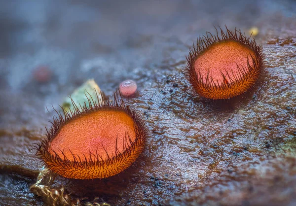 Scutellinia scutellata, yaygın kirpik, Molly göz kırpan, kızıl elf şapkası, mantar
