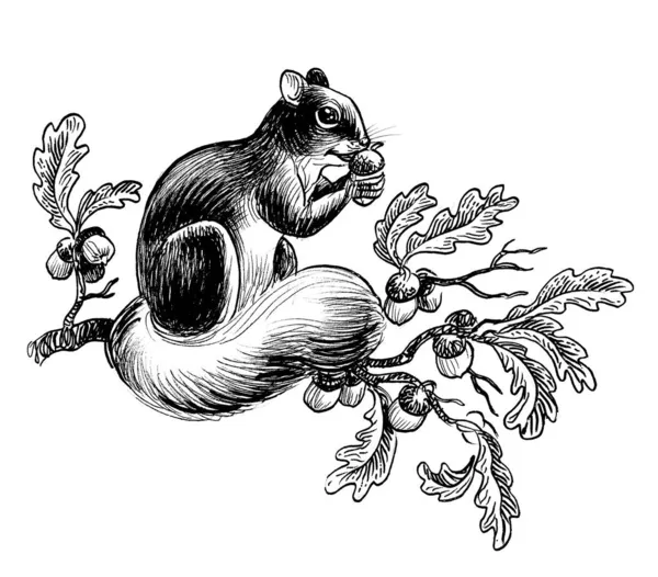 Squirrel Eating Acorn Ink Black White Drawing — Stock Photo, Image