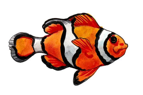 Clown Coral Tropical Fish Ink Watercolor Drawing — Stock Photo, Image