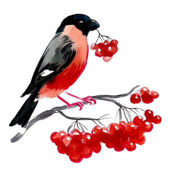 Червоний Рубіновий Птах Сидить Дереві Птахів Червоними Ягодами Малюнок Чорнила — стокове фото