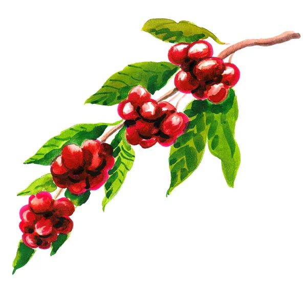 Ağaç Dalında Kırmızı Kahve Çekirdekleri Mürekkep Suluboya Çizim — Stok fotoğraf