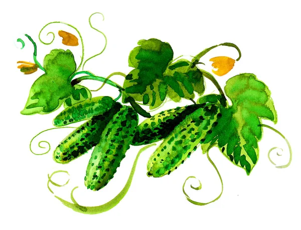 Watercolor Cucumbers Branch — Stock Photo, Image