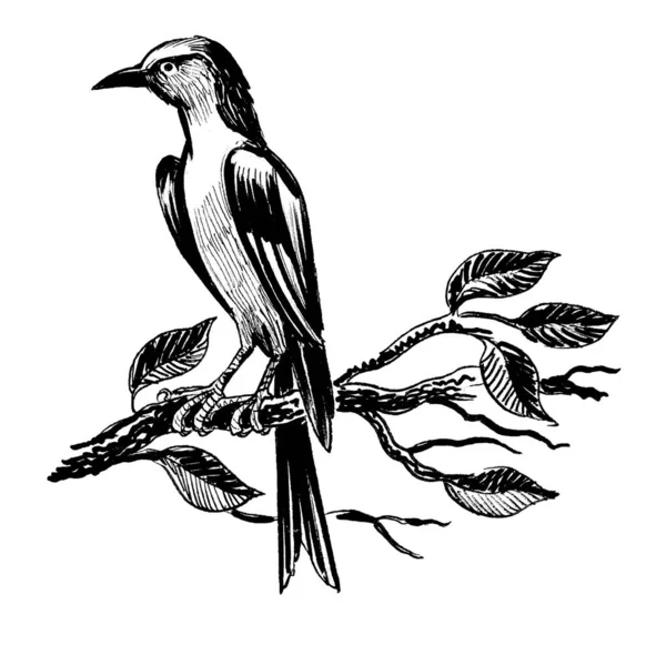 Oiseau Assis Sur Une Branche Arbre Encre Dessin Noir Blanc — Photo