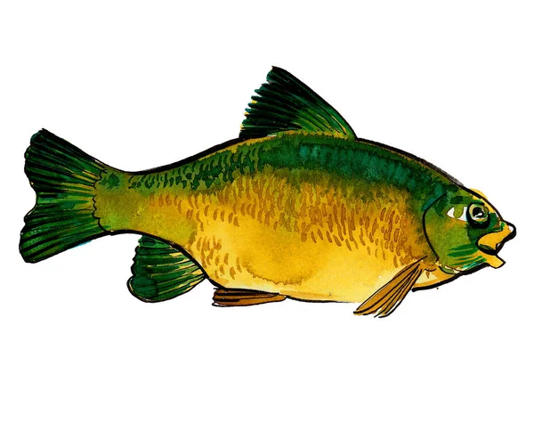 大きな緑の黄色の魚 水墨画 — ストック写真