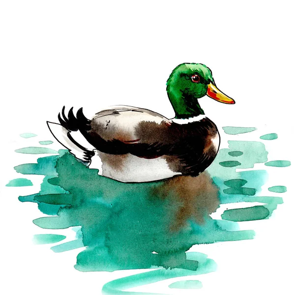 Swimming Mallard Duck Ink Watercolor Drawing — Stock Photo, Image