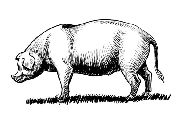 Wielka Tłusta Świnia Czarno Biały Rysunek Atramentu — Zdjęcie stockowe