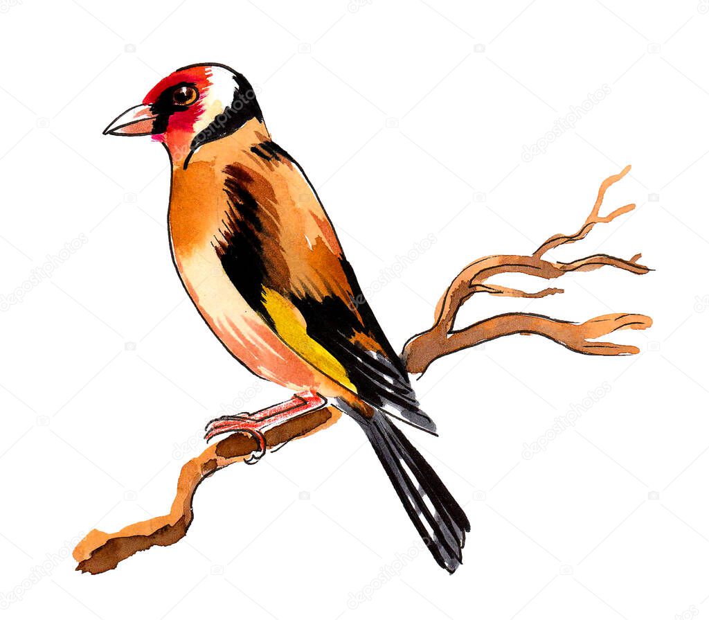 Colorful finch bird sitting on a tree branch. Ink and watercolor drawing