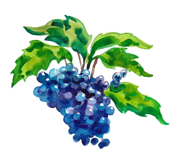 在树枝上的蓝莓油墨和水彩画 — 图库照片