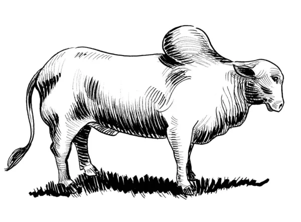 Vaca India Dibujo Blanco Negro Tinta —  Fotos de Stock