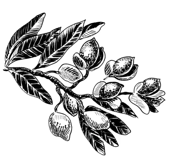 アーモンドの木の枝 インク黒と白の図面 — ストック写真