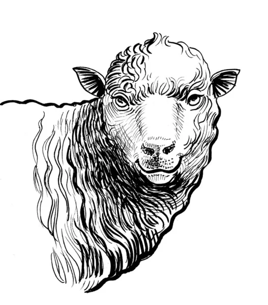 Koyun Kafası Mürekkep Siyah Beyaz Çizim — Stok fotoğraf