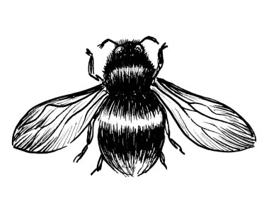 Büyük yaban arısı. Mürekkep siyah beyaz çizim