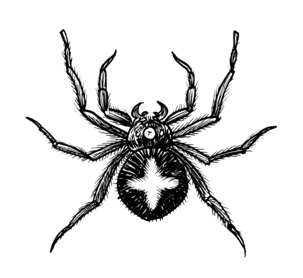 Araña Venenosa Dibujo Blanco Negro Tinta —  Fotos de Stock