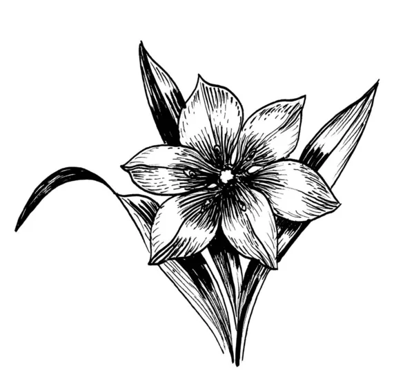 Квітуча Квітка Чорно Білий Малюнок — стокове фото