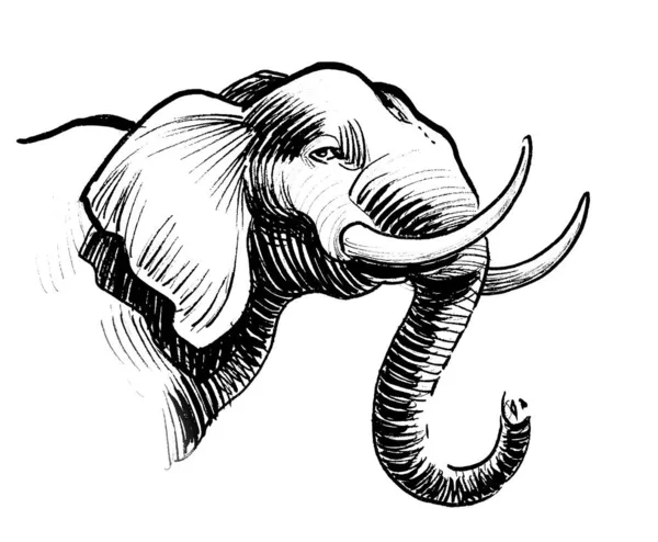 Cabeza Elefante Dibujo Blanco Negro Tinta — Foto de Stock