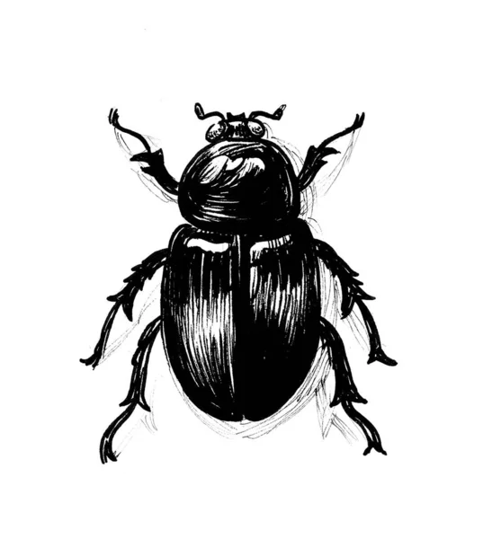 Big Beetle Ink Black White Drawing — Stock Photo, Image
