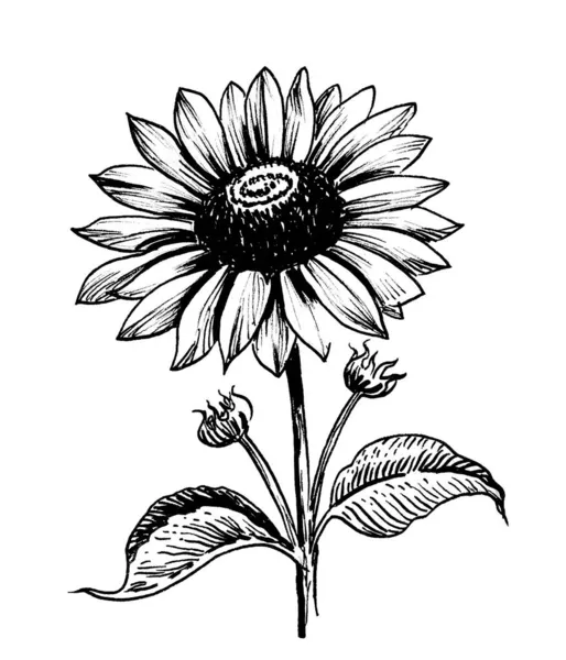 Tournesol Fleurs Encre Dessin Noir Blanc — Photo