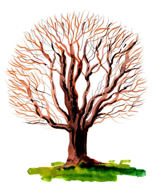 Голе Дерево Зелена Трава Малюнок Чорнила Акварелі — стокове фото