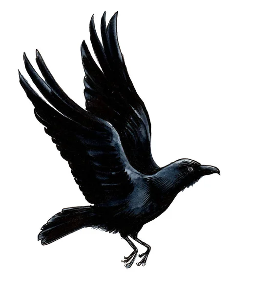 Flying Crow Bird Ink Watercolor Drawing — Stock Photo, Image