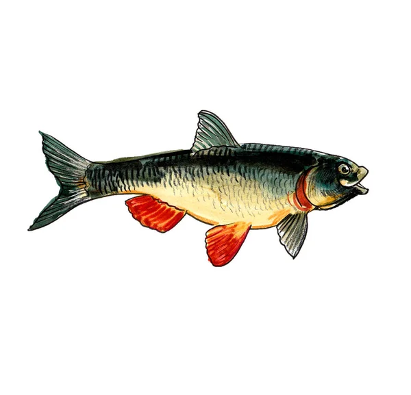 白い背景に大きな魚 水墨画 — ストック写真