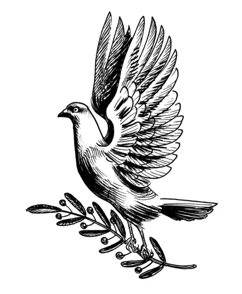 用橄榄枝飞翔的鸽子 墨水黑白画 — 图库照片