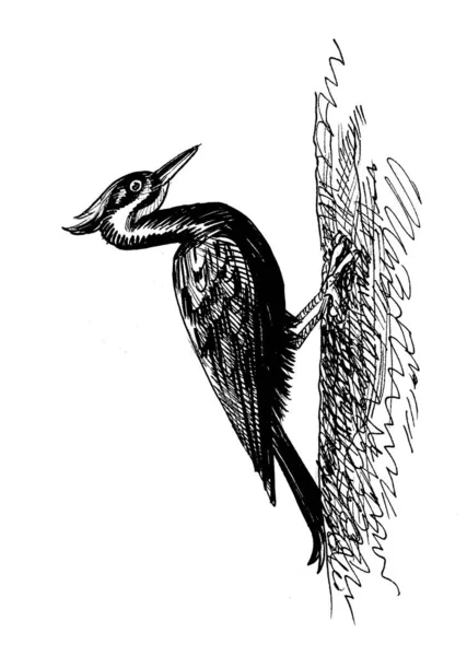 Ağaç Dalında Ağaçkakan Kuşu Mürekkep Siyah Beyaz Çizim — Stok fotoğraf