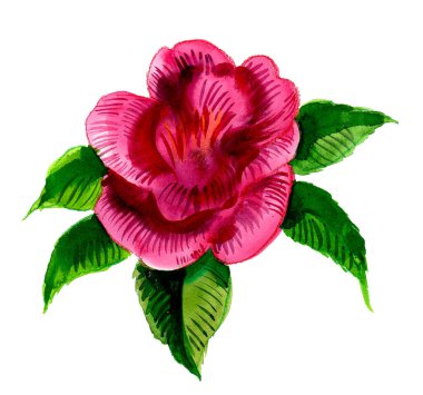 Beyaz arka planda mor çiçek. Suluboya resim