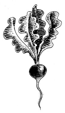 Turp kökü. Mürekkep siyah beyaz çizim