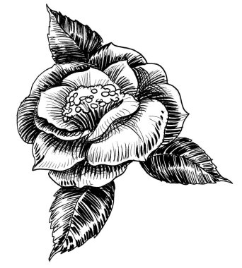 Çiçek açan gül çiçeği. Mürekkep siyah beyaz çizim