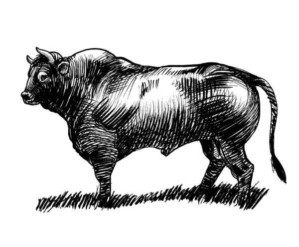 Velký Stojící Býk Černobílá Kresba Inkoustu — Stock fotografie