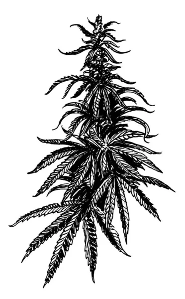 Roślina Konopi Czarno Biały Rysunek Atramentu — Zdjęcie stockowe