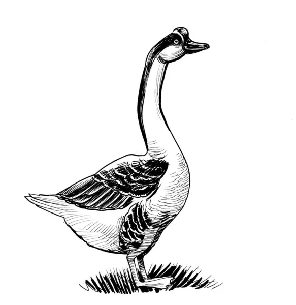 Pássaro Ganso Doméstico Tinta Desenho Preto Branco — Fotografia de Stock