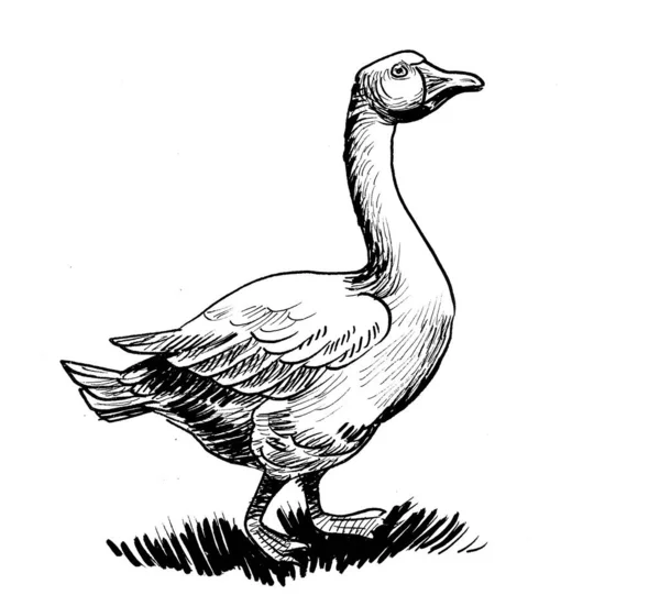 Uccello Domestico Oca Inchiostro Disegno Bianco Nero — Foto Stock