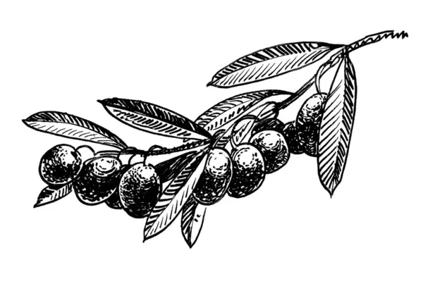 Olive Tree Branch Ink Black White Drawing — Stock Photo, Image