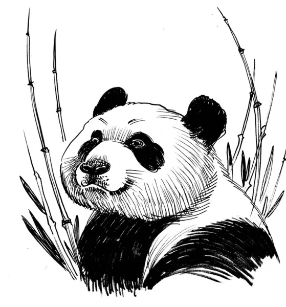 中国大熊猫吃竹子 墨水黑白画 — 图库照片