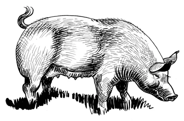 Big Fat Pig Ink Black White Drawing — Stock Photo, Image