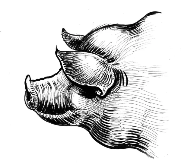 Dicker Fetter Schweinekopf Tusche Schwarz Weiß Zeichnung — Stockfoto