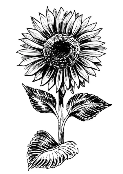 Kvetoucí Slunečnice Černobílá Kresba Inkoustu — Stock fotografie