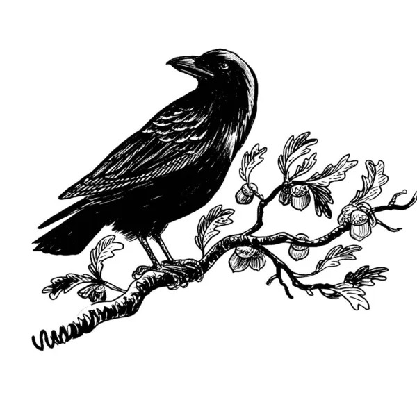 Cuervo Pájaro Roble Dibujo Blanco Negro Tinta — Foto de Stock