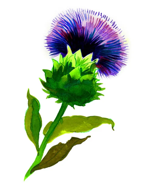 Flor Púrpura Salvaje Dibujo Tinta Acuarela —  Fotos de Stock