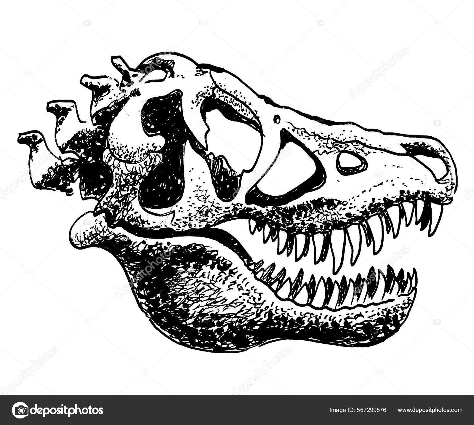 T rex dibujo fotos de stock, imágenes de T rex dibujo sin royalties |  Depositphotos