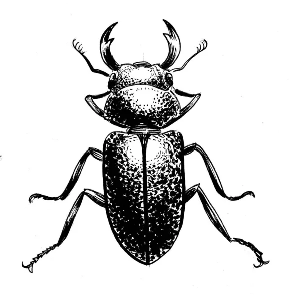 Stag Beetle Ink Black White Drawing — Stok fotoğraf