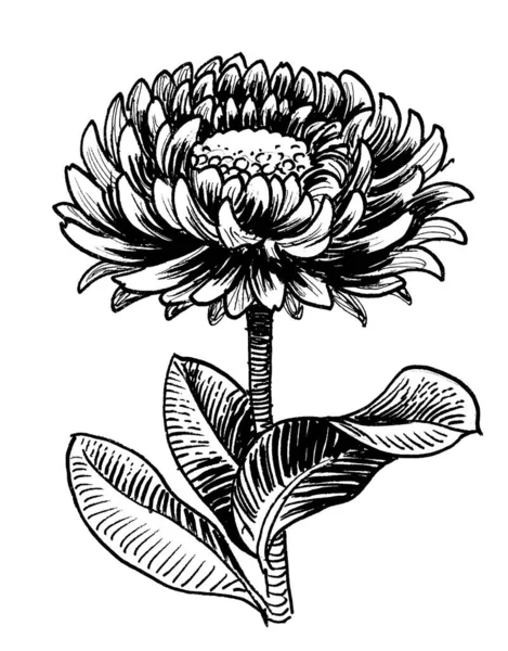 Blossoming Flower Ink Black White Drawing — Stock Photo, Image